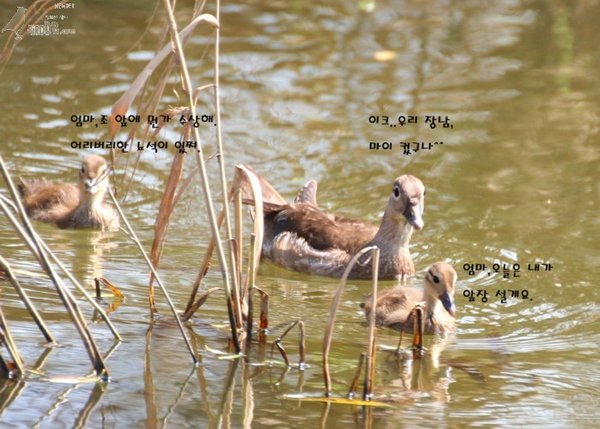 아빠없는 원앙 가족들~~~